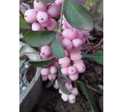 Сніжноягідник китайський  Пінк(Symphoricarpos sinensis Pink)